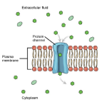 Biology Chapter 3 - Structure and Function of Plasma Membranes
